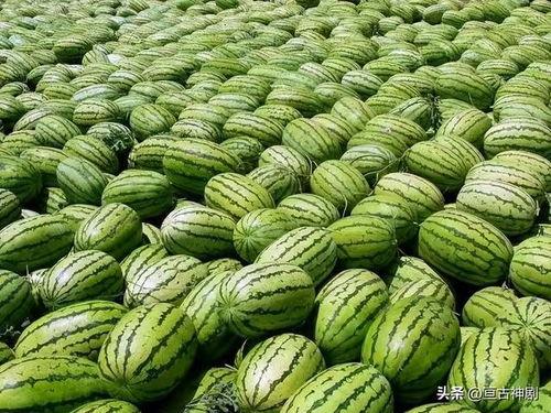 51今日吃瓜热门大瓜视频 瓜瓜基地,瓜瓜基地揭秘热门大瓜视频背后的故事