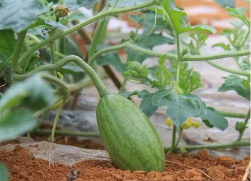 52每日大瓜视频