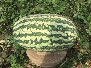 网红大瓜图片,一场视觉盛宴背后的真相